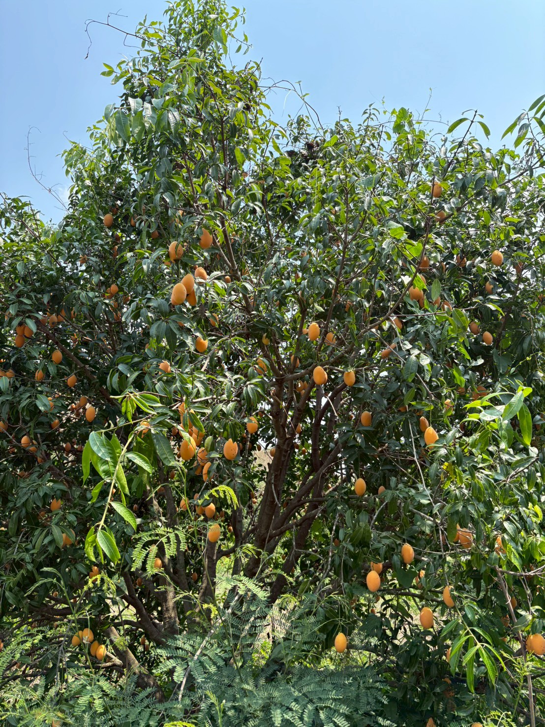 title - ส.ป.ก.นครปฐม จัดโครงการที่ดินพระราชทานในเขตปฏิรูปที่ดินจังหวัดนครปฐม ปีงบประมาณ พ.ศ. 2569 หลักสูตร การจัดการที่ดินและระบบการผลิตที่มีประสิทธิภาพ เพื่อเพิ่มโอกาสด้านการท่องเที่ยว ระยะที่ 3